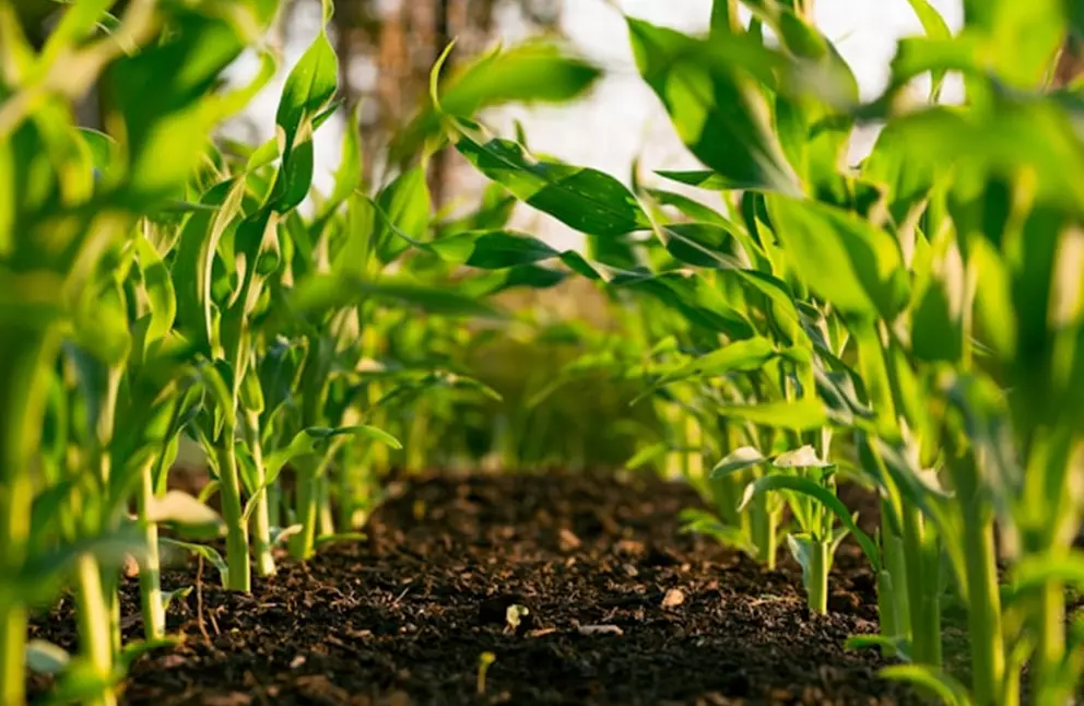 Smart farming illustration with IoT sensors